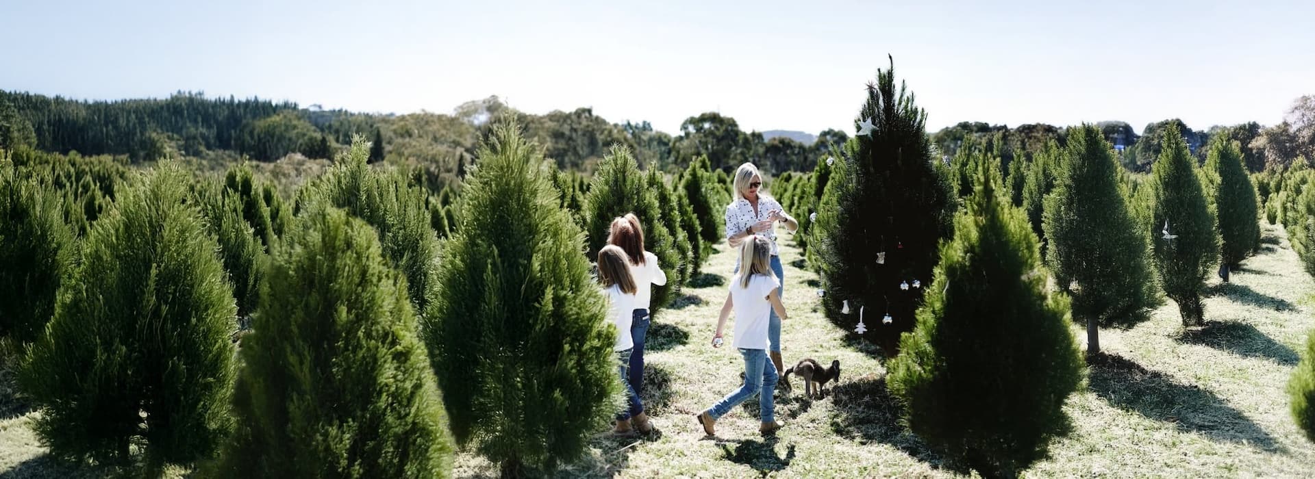 Christmas tree farm