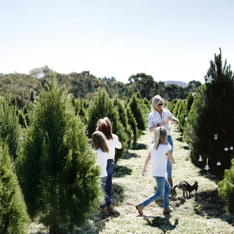 Christmas tree farm